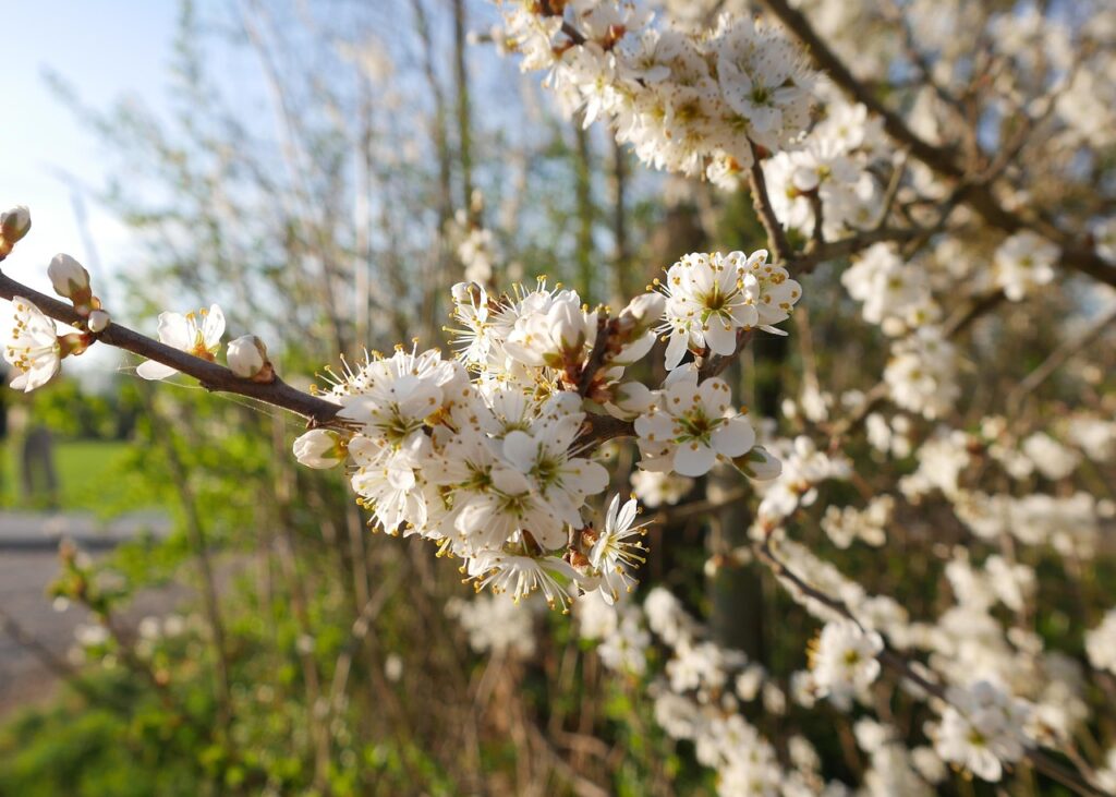 新NISAで投資初心者が選ぶべきローリスク商品は？