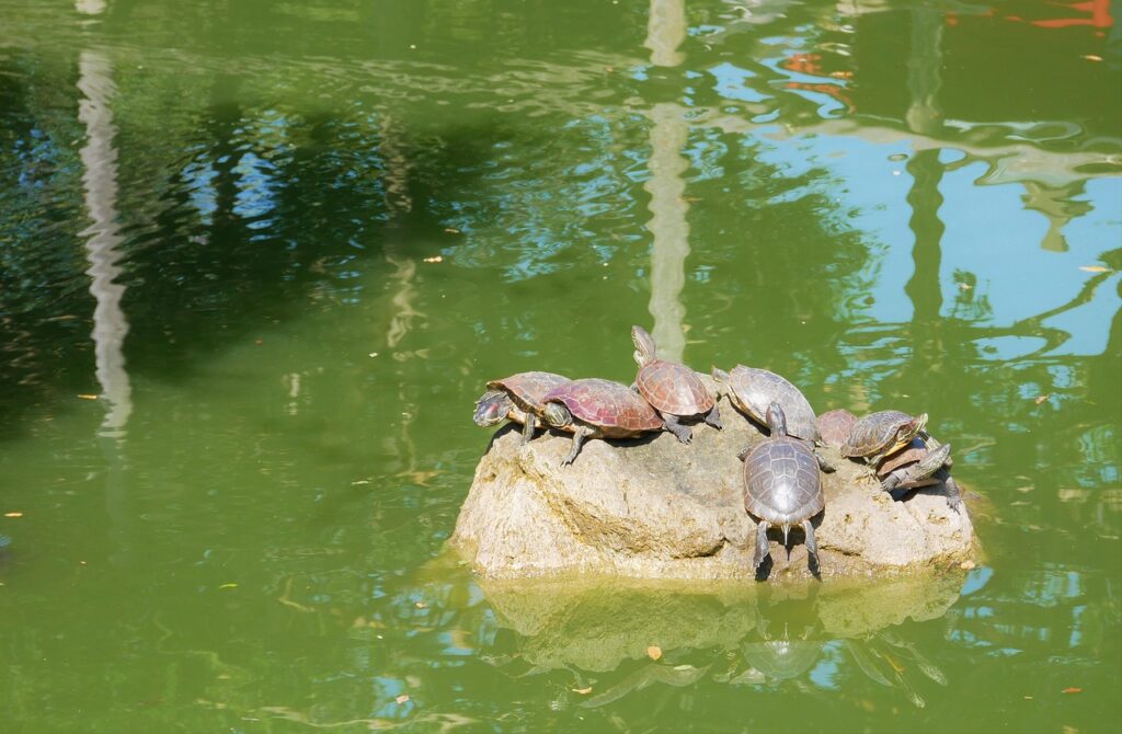 NISAとiDeCoは両方やるべき理由とは？